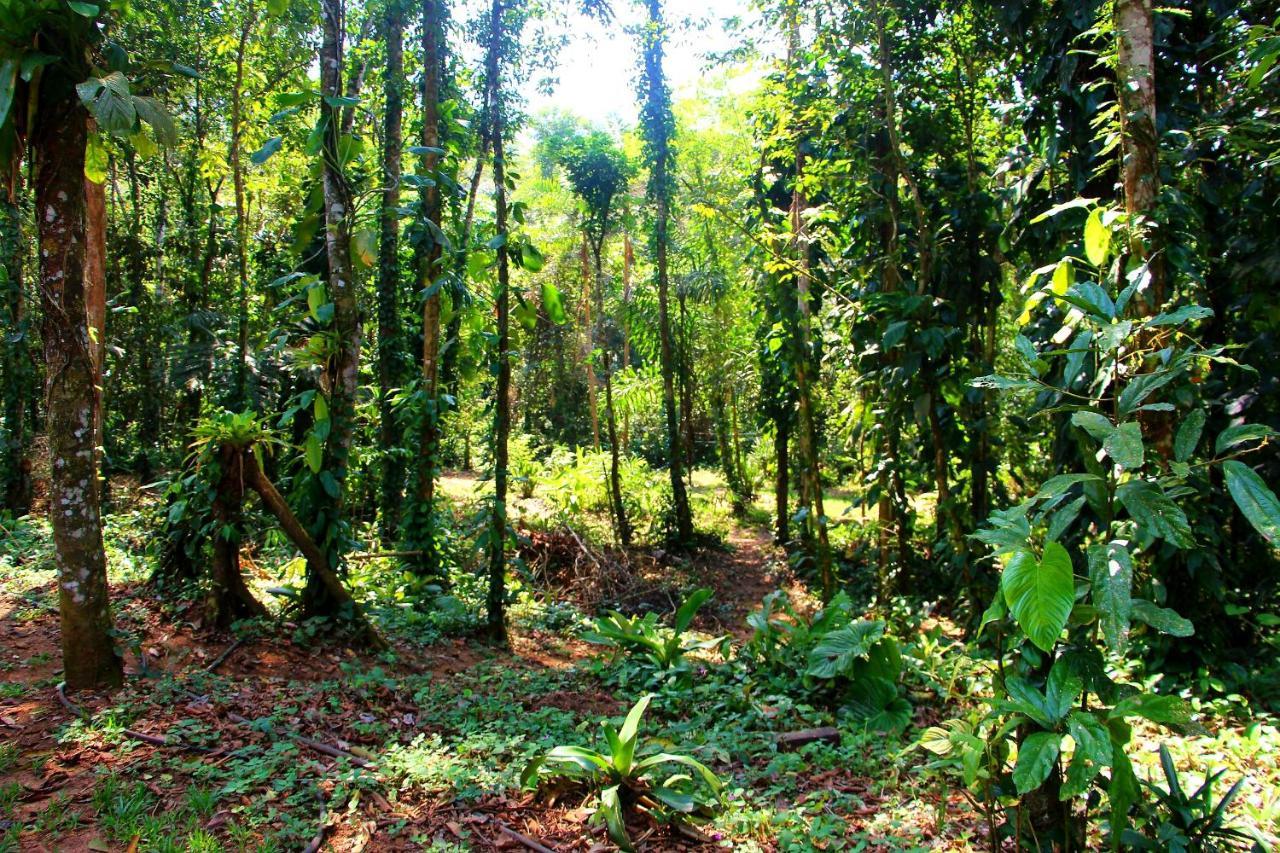Sitio Das Bromelias Cachoeira Do Tombador Ubatuba Zewnętrze zdjęcie