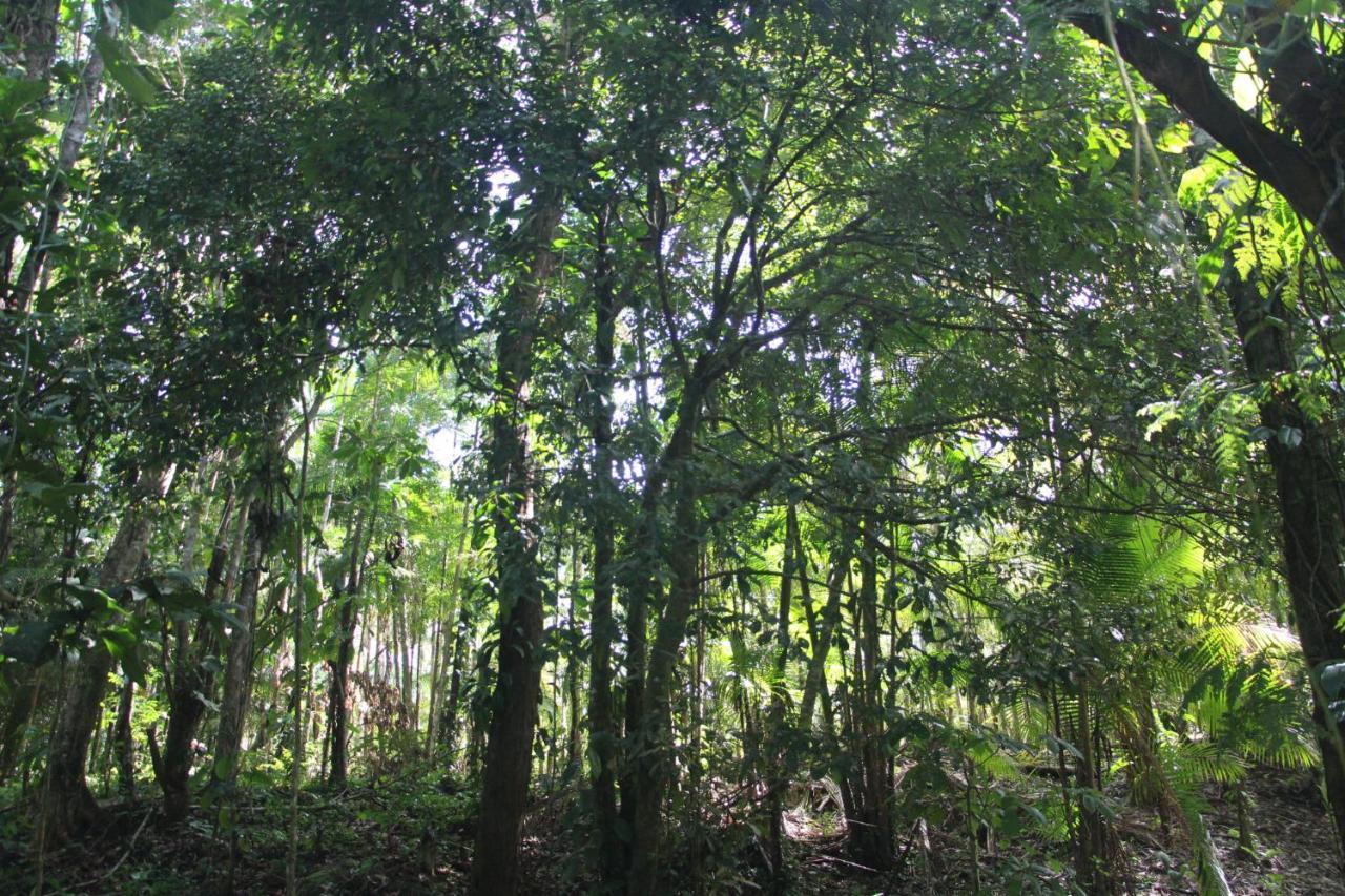 Sitio Das Bromelias Cachoeira Do Tombador Ubatuba Zewnętrze zdjęcie