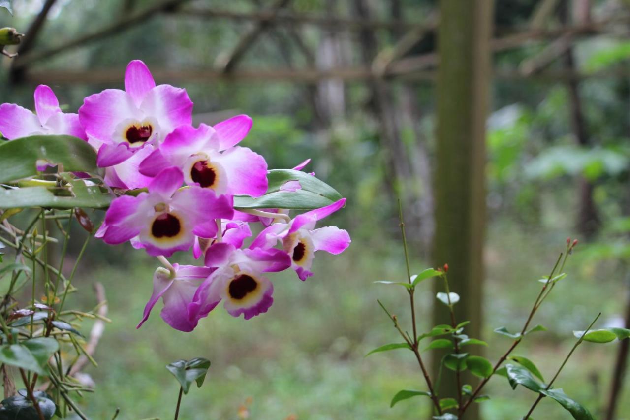 Sitio Das Bromelias Cachoeira Do Tombador Ubatuba Zewnętrze zdjęcie