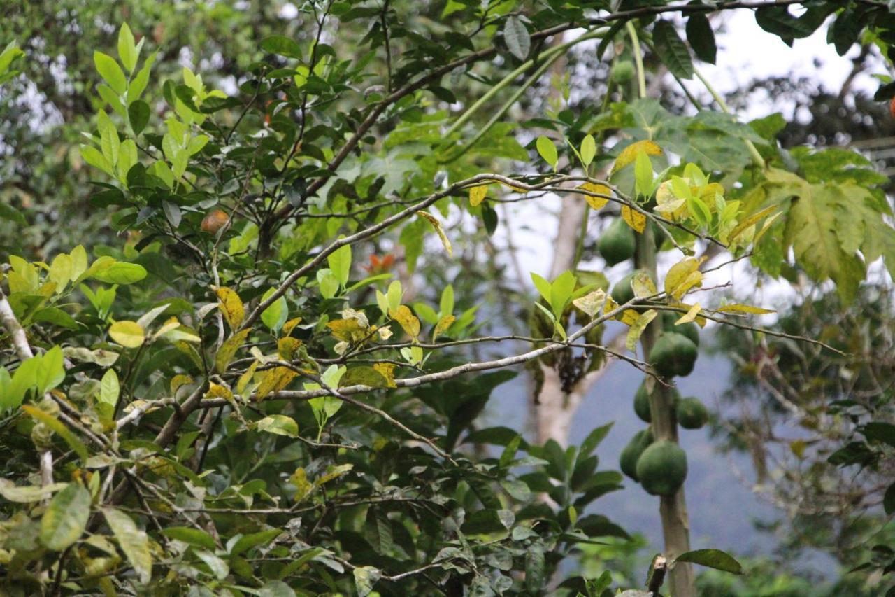 Sitio Das Bromelias Cachoeira Do Tombador Ubatuba Zewnętrze zdjęcie